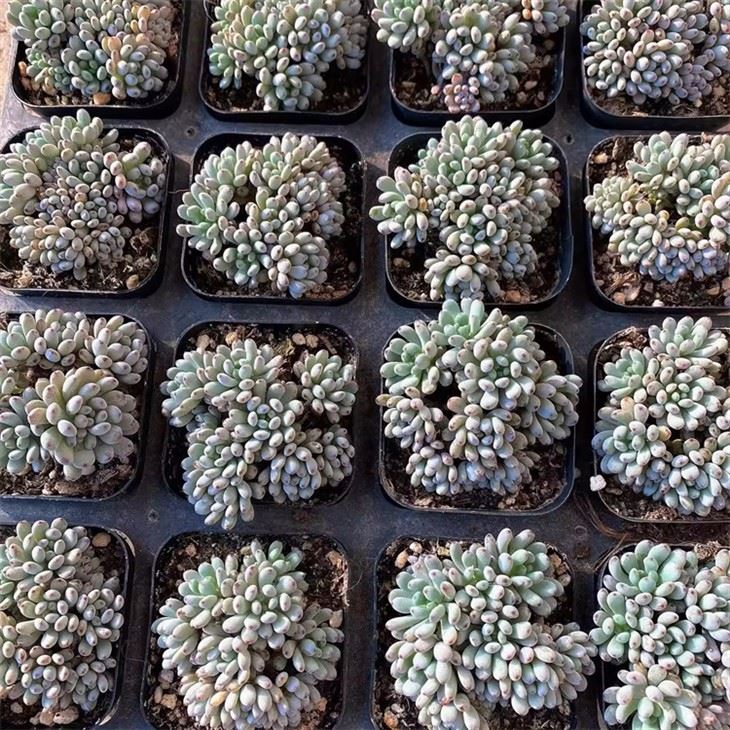 Graptopetalum Pachyphyllum Rose