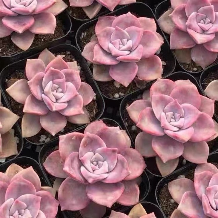 Graptopetalum ‘Snow-White’