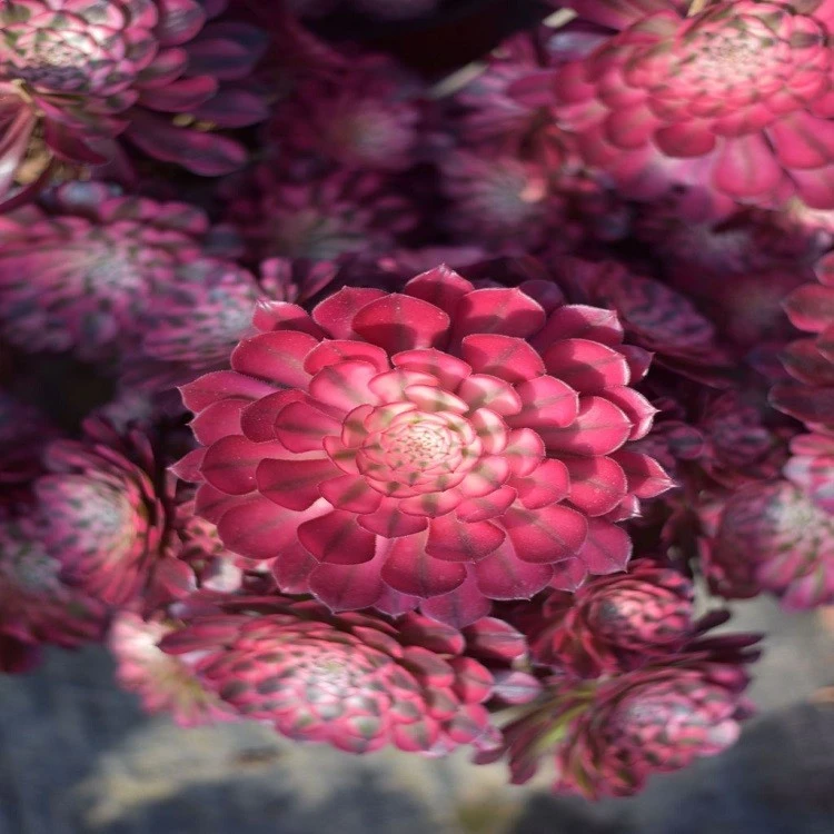 Aeonium 'Black Copper White Variegated' suppliers