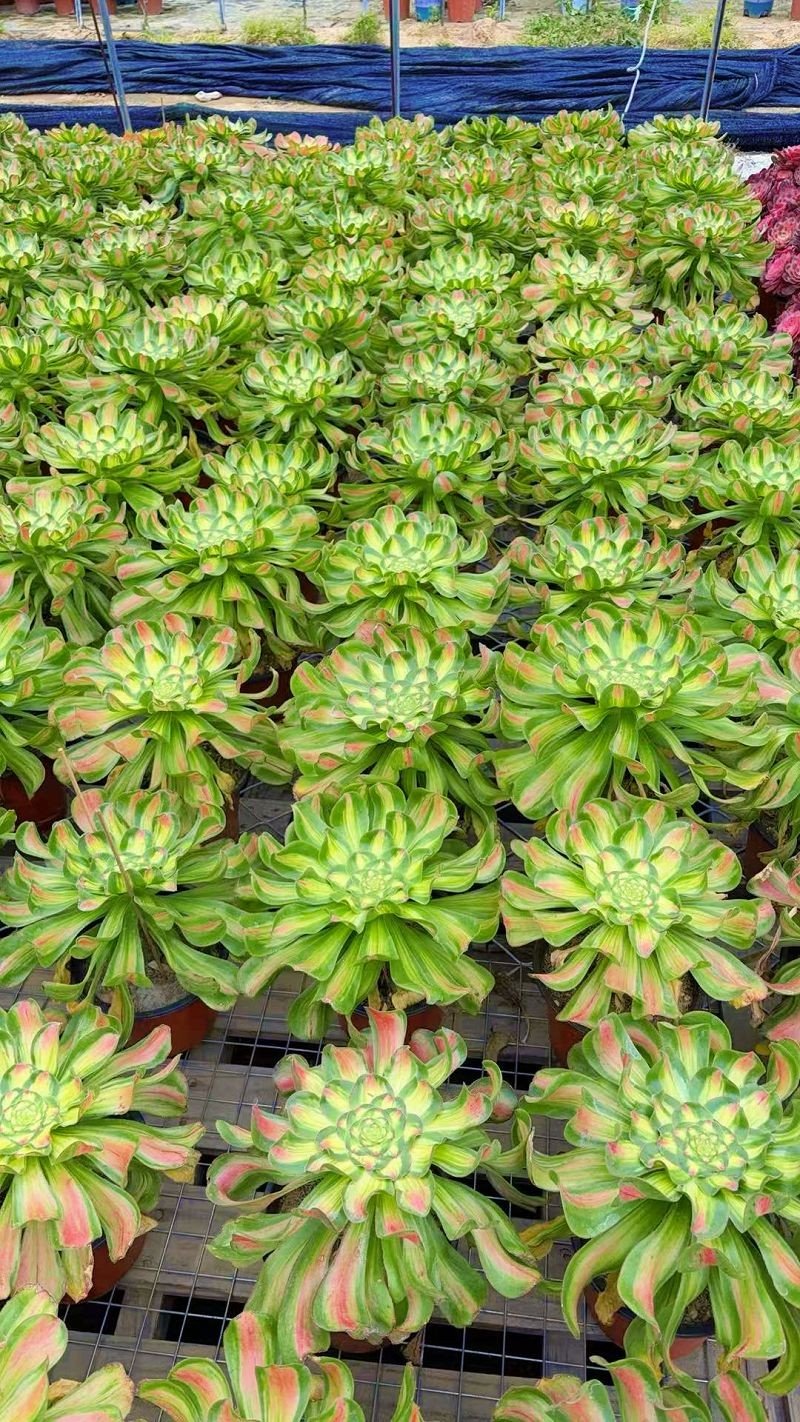 Aeonium 'Tyrant' factory