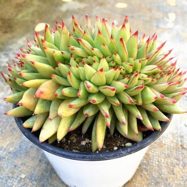 Echeveria Agavoides 'Victor Kane Variegata' plöntur