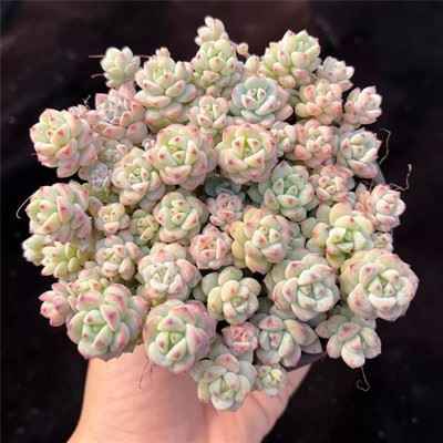 Echeveria Caramel Spirit Clustering