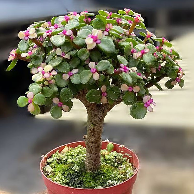 Portulacaria Afra