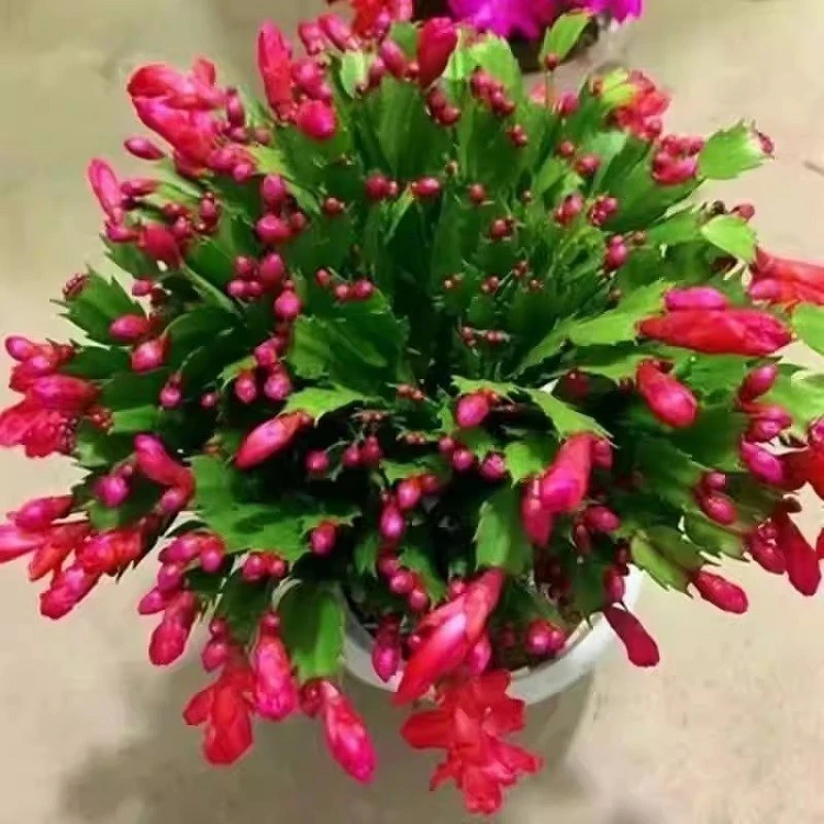 Schlumbergera Truncata suppliers