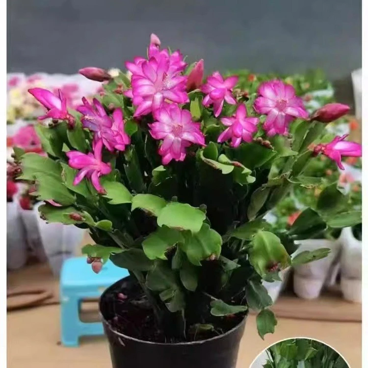 Schlumbergera Truncata factory