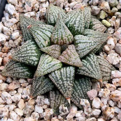 Haworthia Emelyae Poelln